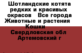 Шотландские котята редких и красивых  окрасов - Все города Животные и растения » Кошки   . Свердловская обл.,Артемовский г.